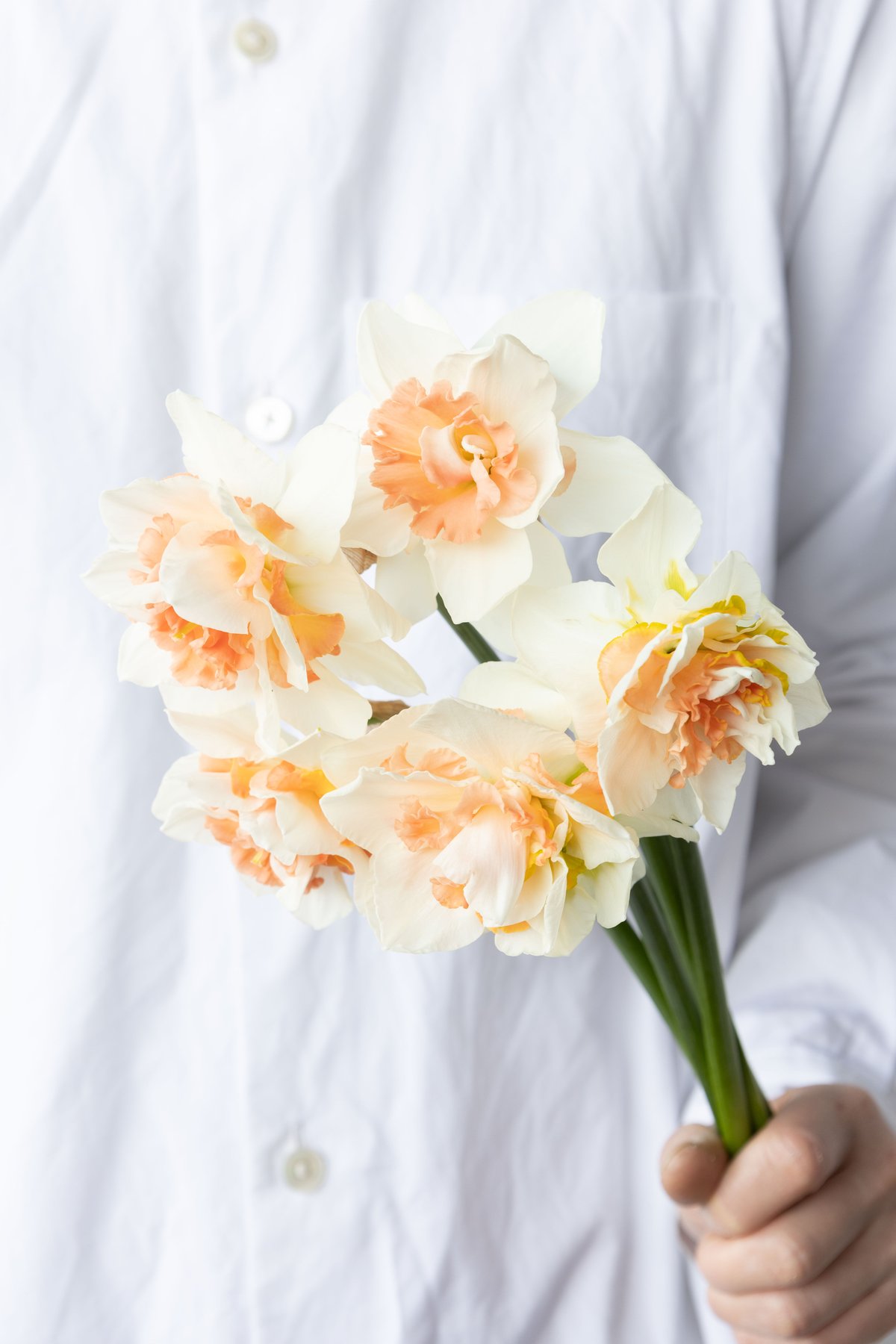 スイセン「キャンディプリンス」 | tokyo_shokubutsu_zufu