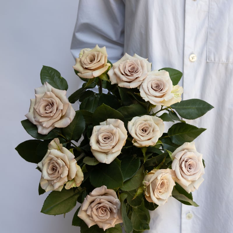 バラ「ミルクティ」 | tokyo_shokubutsu_zufu