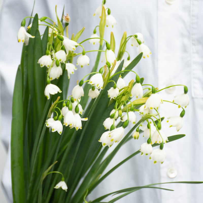 大玉5球 F スノーフレーク球根 鈴蘭水仙 春咲き球根 スノーフレーク