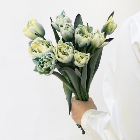 CATEGORY チューリップ | tokyo_shokubutsu_zufu