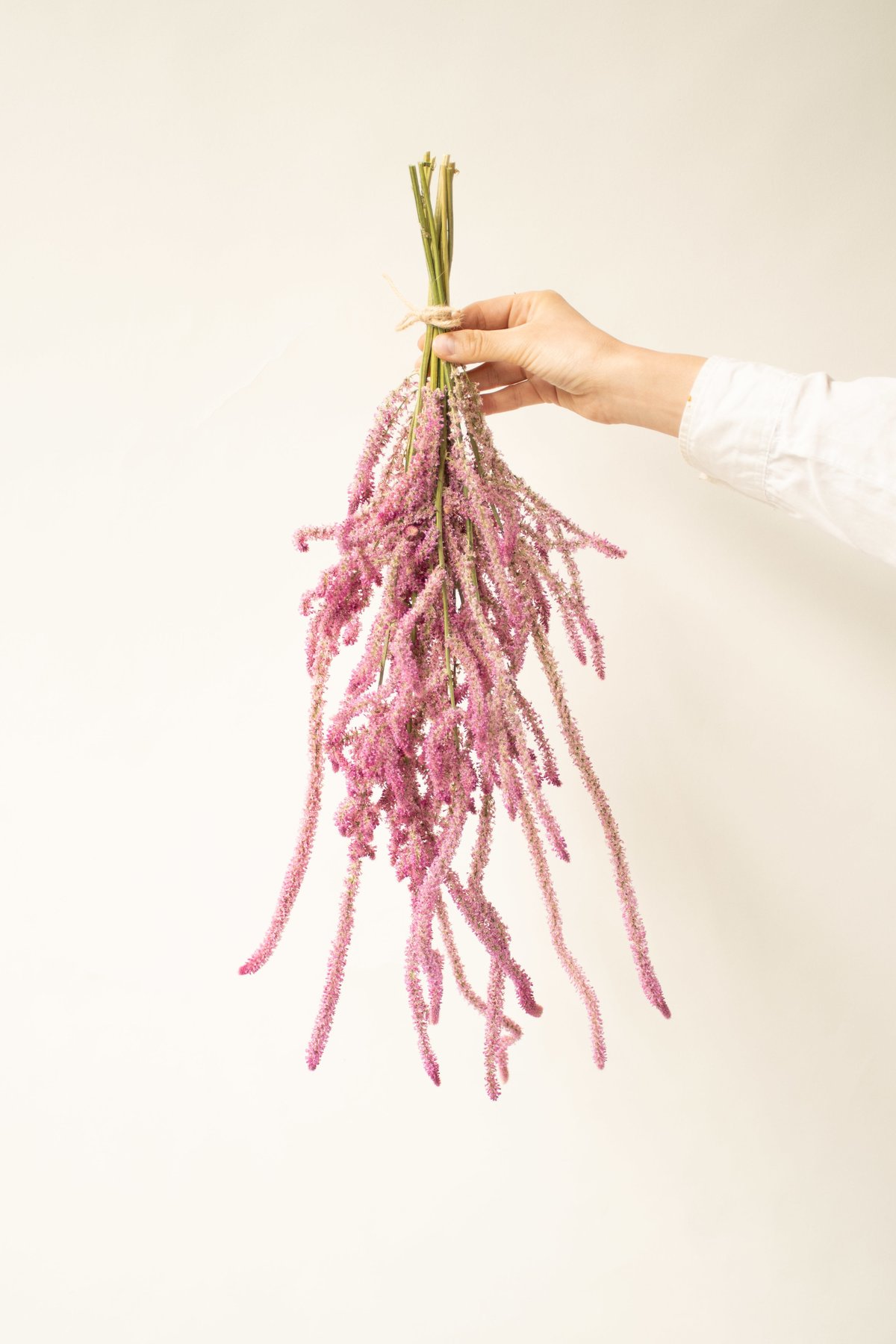 ドライフラワー❇️スターチス ソロモン❣️ fit=scale-down,w=1200