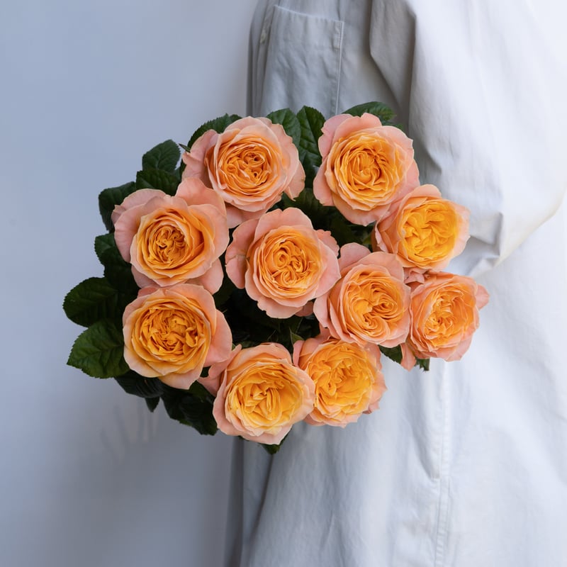 バラ「ビーハイブ」 | tokyo_shokubutsu_zufu