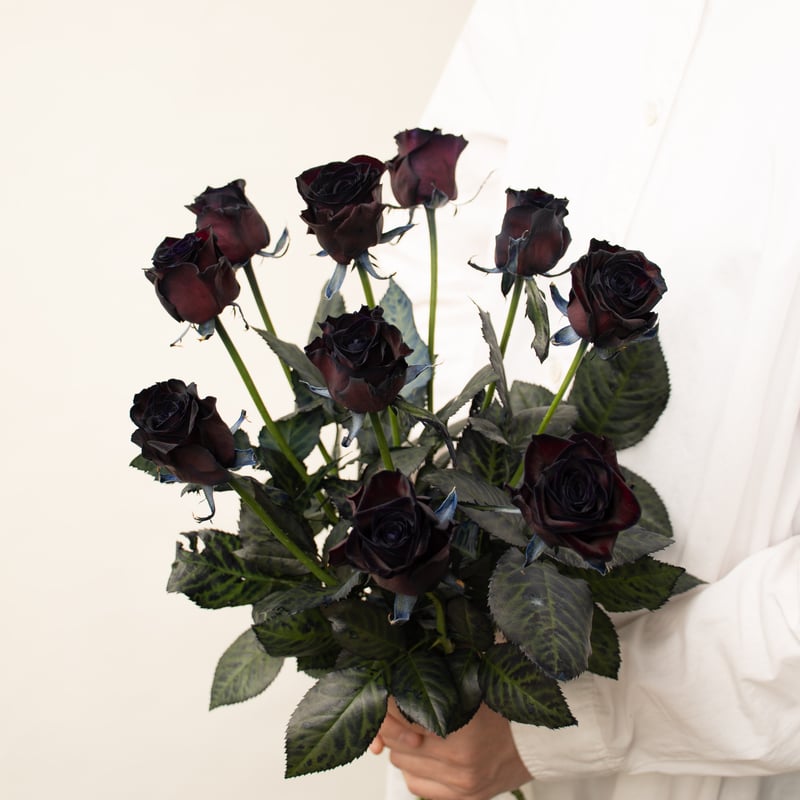 バラ「アマダブラック」 | tokyo_shokubutsu_zufu