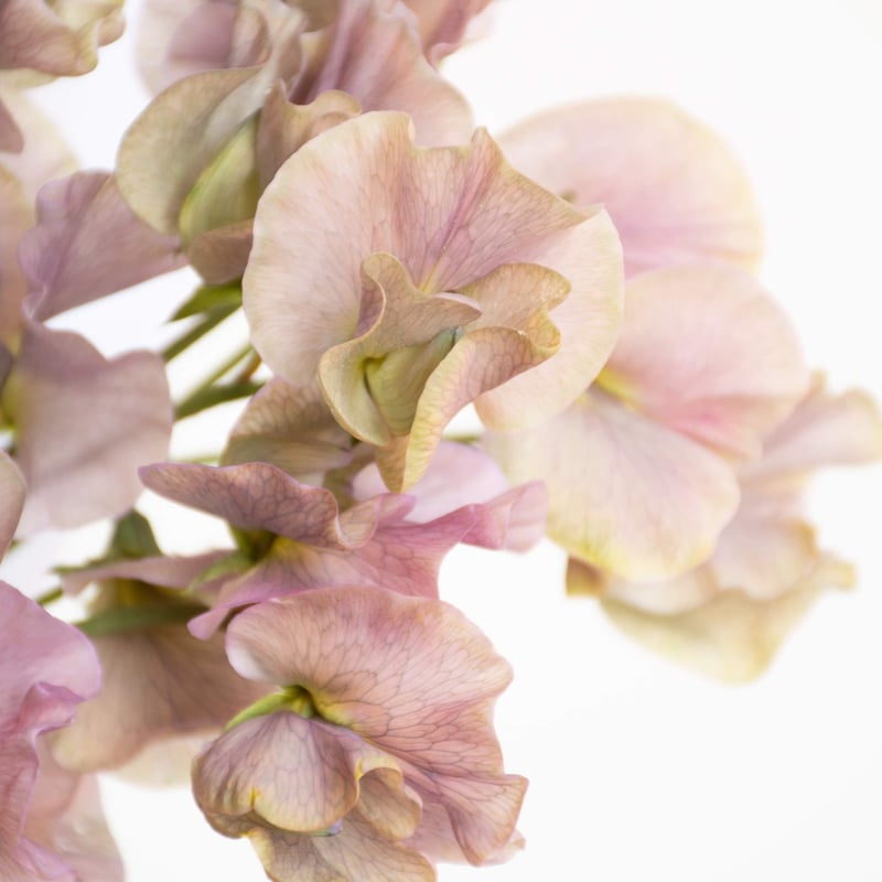 スイトピー「アンティーク」 | tokyo_shokubutsu_zufu