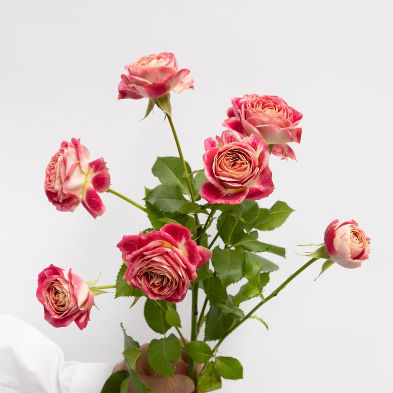 薔薇　バラ 造花 とりよせ品 ラージローズブッシュ×5 薔薇 バラ 大きい 大輪