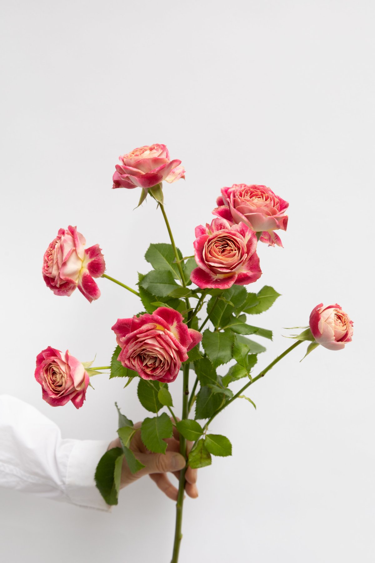 お値下中☆PLUMERIA※プロフ必読様 リクエスト 5点 まとめ商品 ぷみ*プロフ必読*様 リクエスト 5点 まとめ商品 - メルカリ