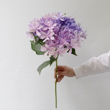 アジサイ「彩々アンティーク」 2本