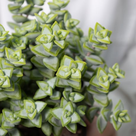 多肉植物３種セット