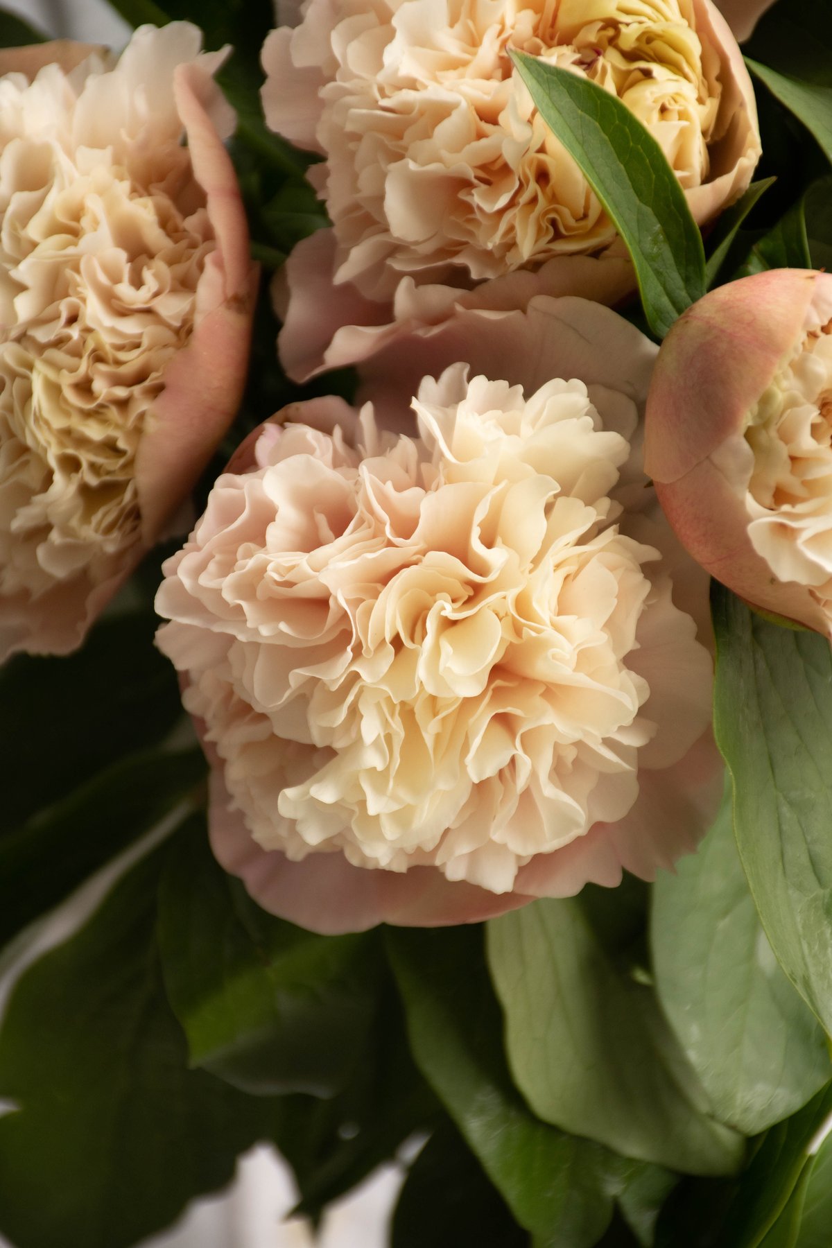 シャクヤク「ルイスチョイス」 | tokyo_shokubutsu_zufu