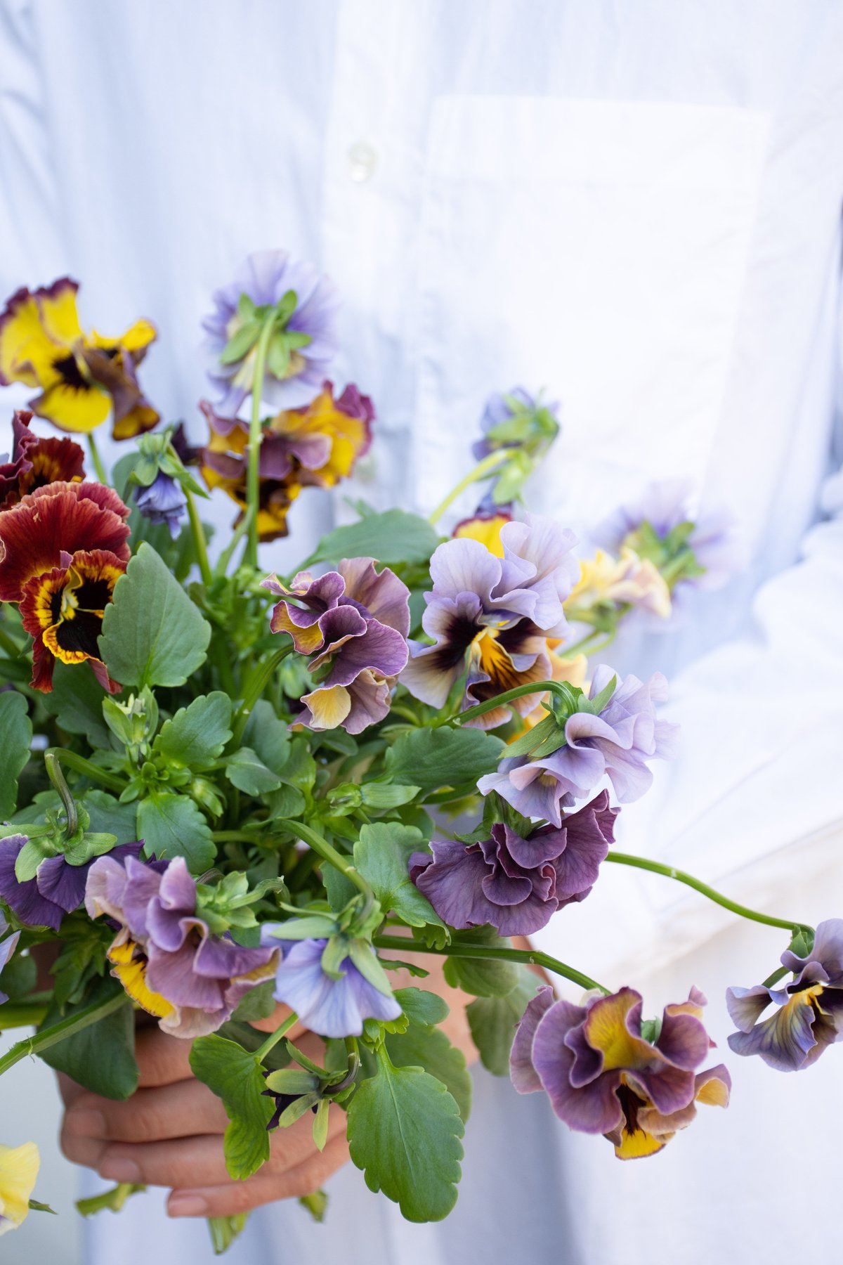 最終sale！アンティーク パンジー ポット キャニスター パンジー「アンティーク」 | tokyo_shokubutsu_zufu