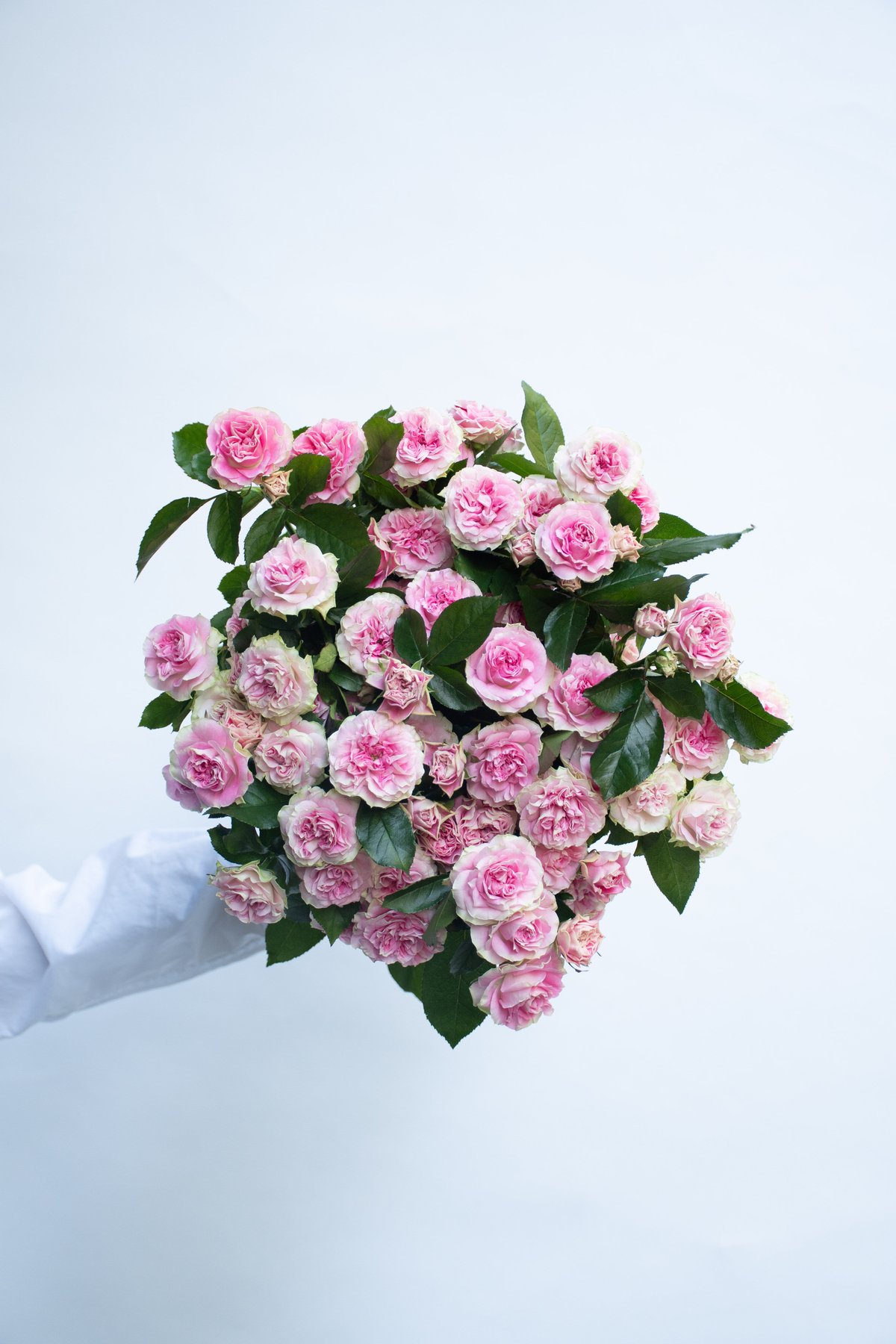 SPバラ「ブライダルマカロン」 | tokyo_shokubutsu_zufu