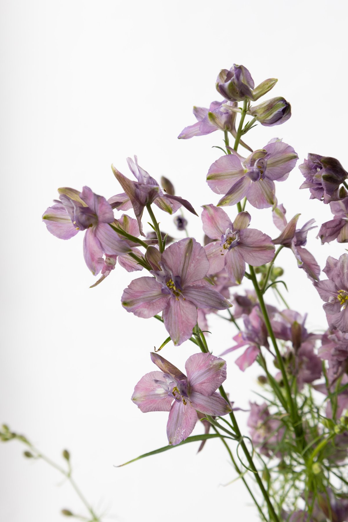 ラクスパー「ミスティラベンダー」 | tokyo_shokubutsu_zufu