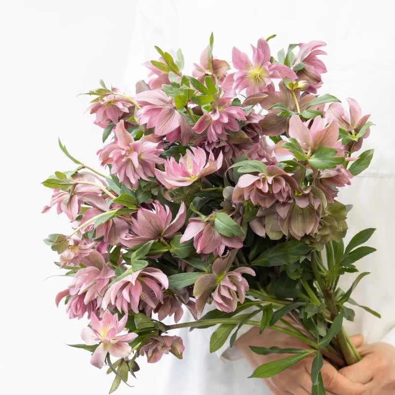 クリスマスローズ「エレガンスパープル」 | tokyo_shokubutsu_zufu