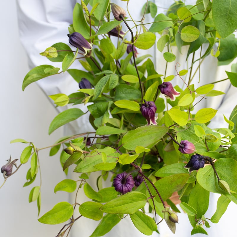 竹間さんのクレマチスミックス | tokyo_shokubutsu_zufu