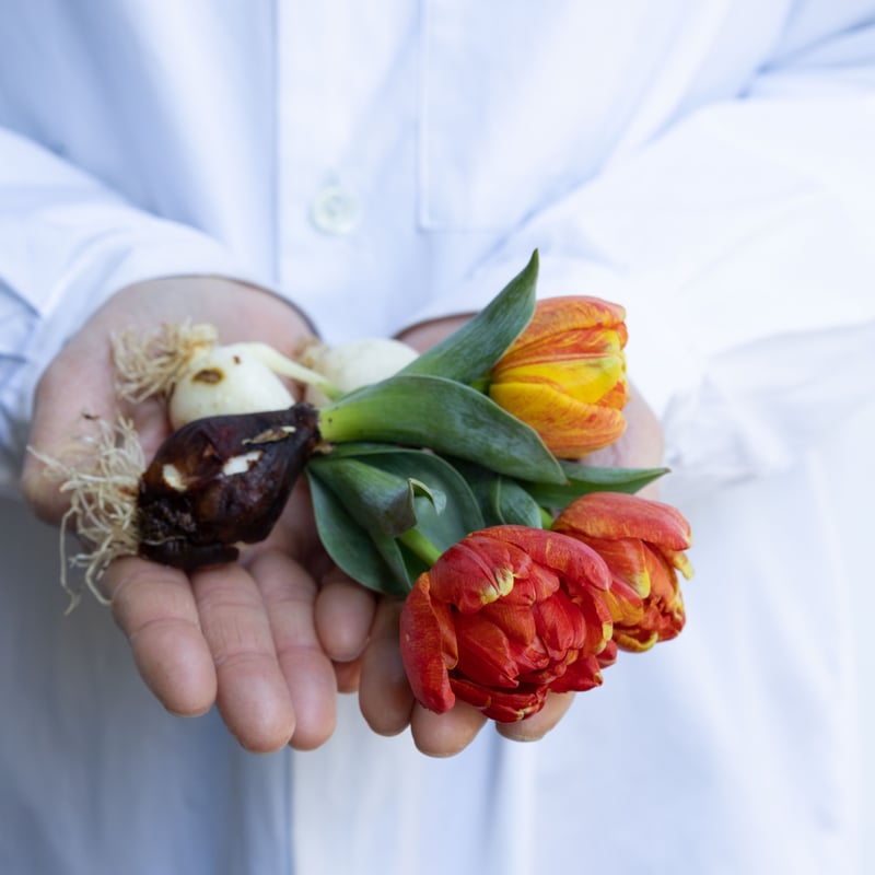 チューリップ「フレミングベビー」 | tokyo_shokubutsu_zufu