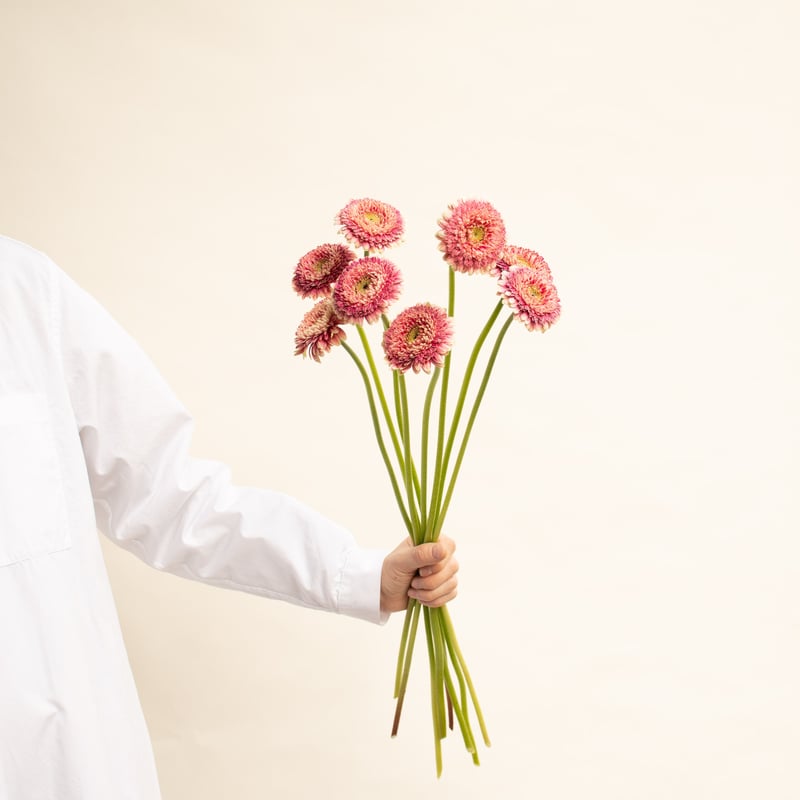 さぎやまはなガーベラ「セス」 | tokyo_shokubutsu_zufu