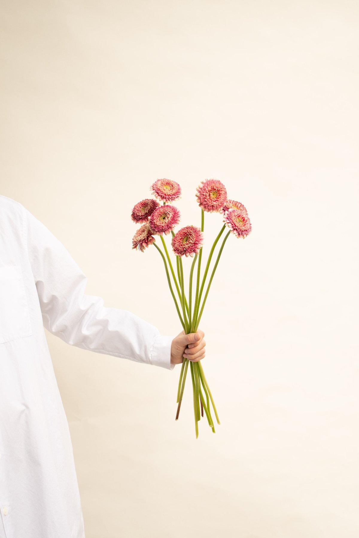 ガーベラ様•*¨*•.¸♬︎ さぎやまはなガーベラ「セス」 | tokyo_shokubutsu_zufu