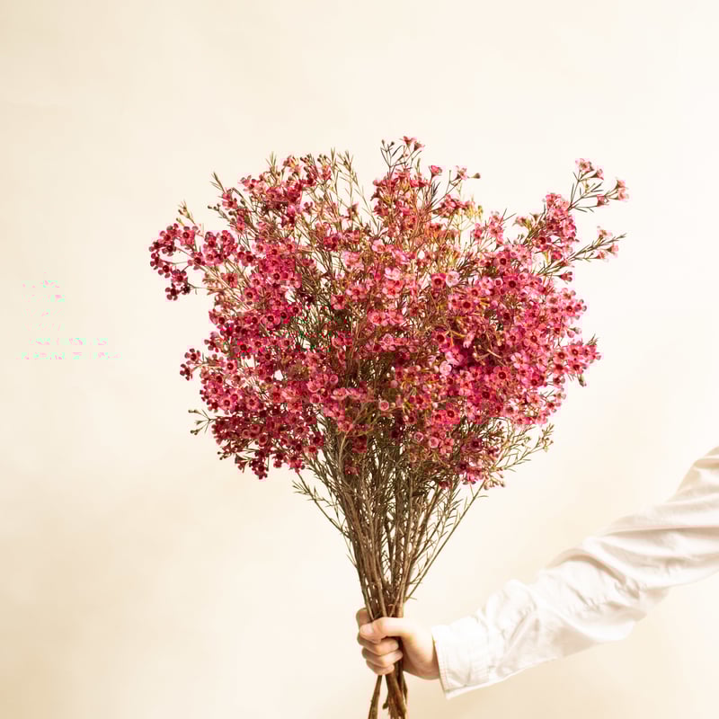 ワックスフラワー 「ティントレッド」 | tokyo_shokubutsu_zufu