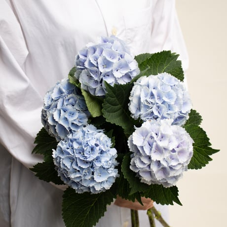 tokyo_shokubutsu_zufu