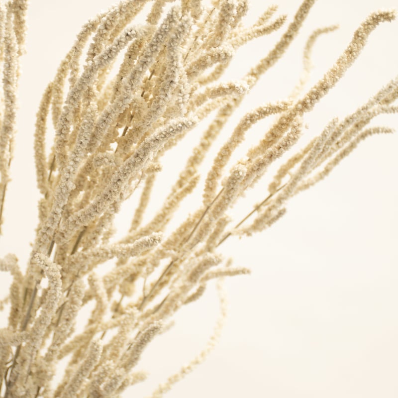 ドライフラワー「イヤーミングデザート」 | tokyo_shokubutsu_zufu