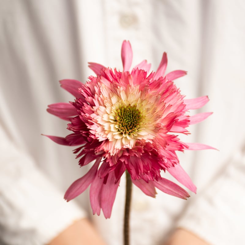 エキナセア サザンベル＆ナンシー7本セット | tokyo_shokubutsu_zufu