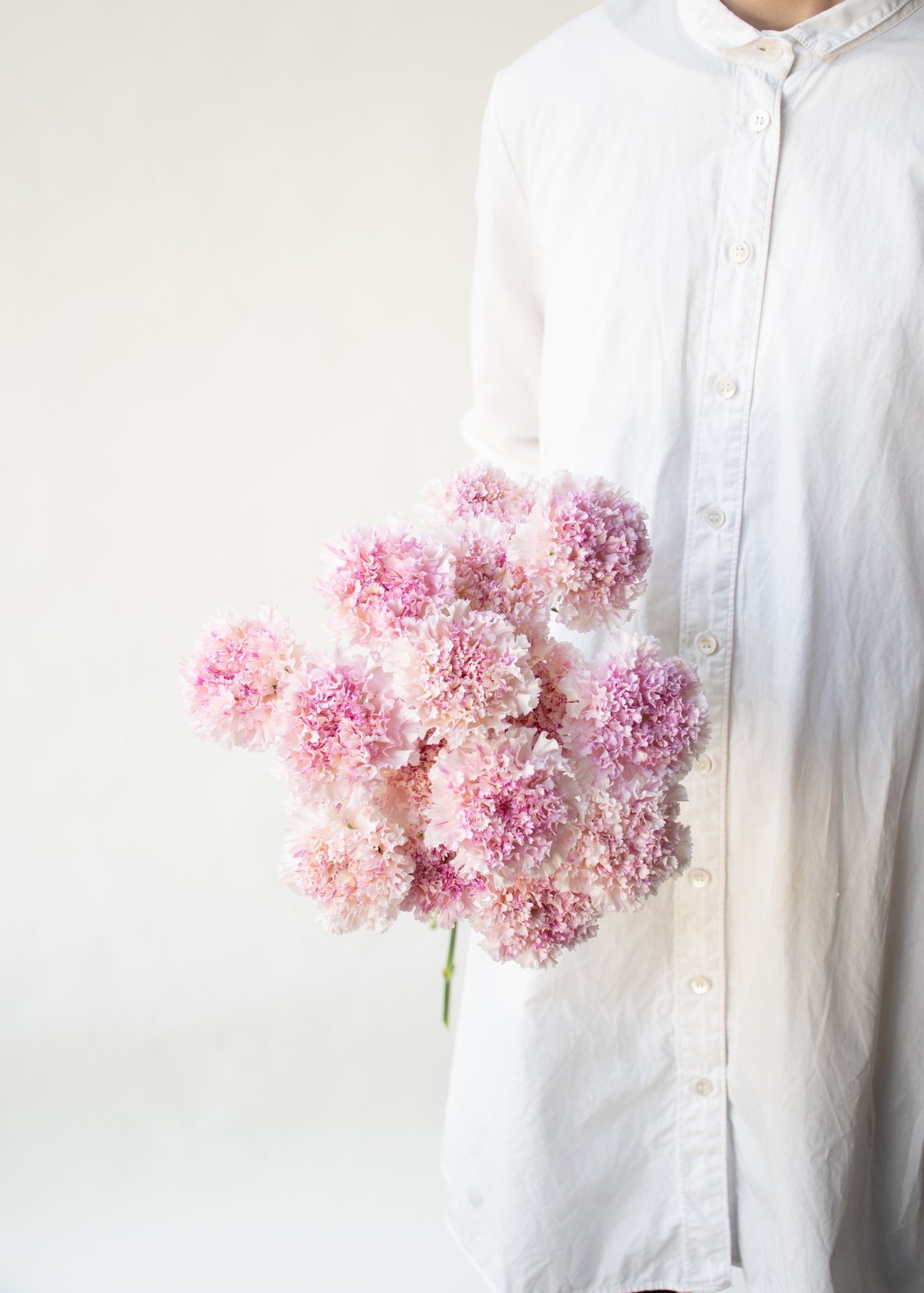 しゃらシャラ子様 カーネーション「シャララライト＆シャララピコ」 | tokyo_shokubutsu_zufu