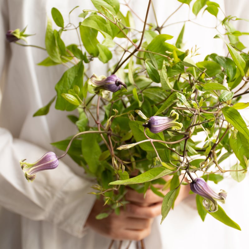 竹間さんのクレマチスミックス | tokyo_shokubutsu_zufu