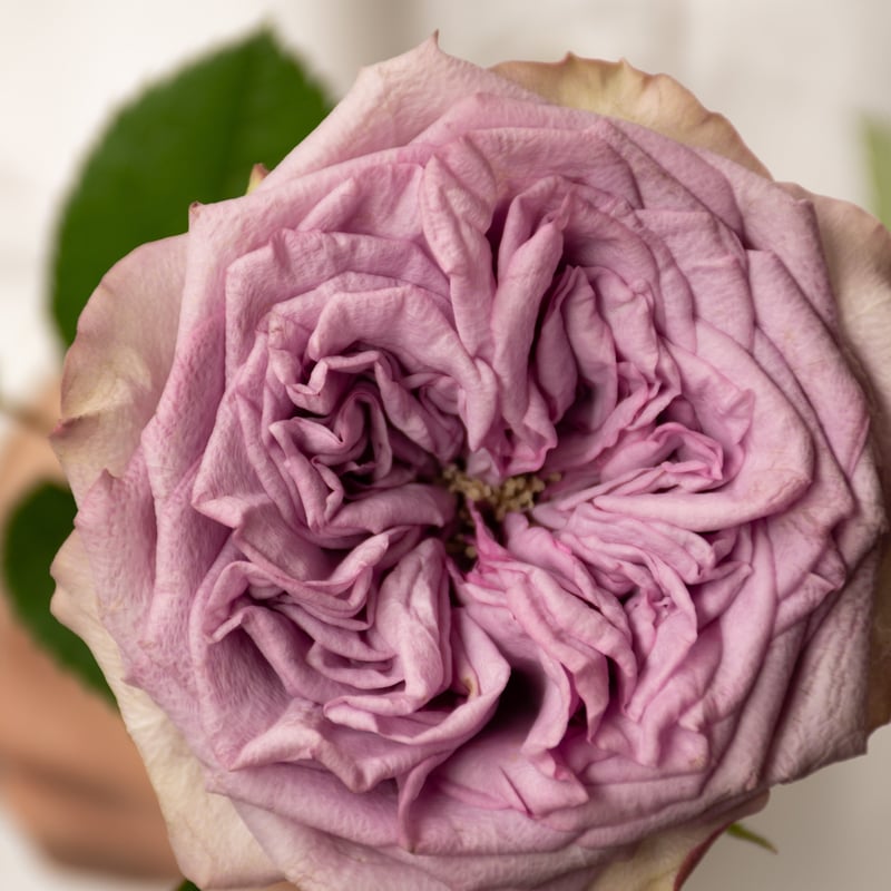 ソウルメイト　バラ バラ「ドルチェット」 | tokyo_shokubutsu_zufu