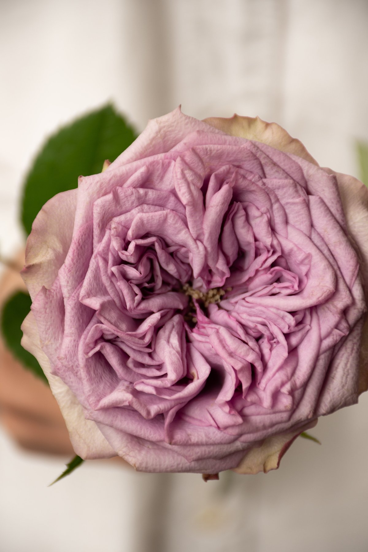 バラ「ドルチェット」 | tokyo_shokubutsu_zufu