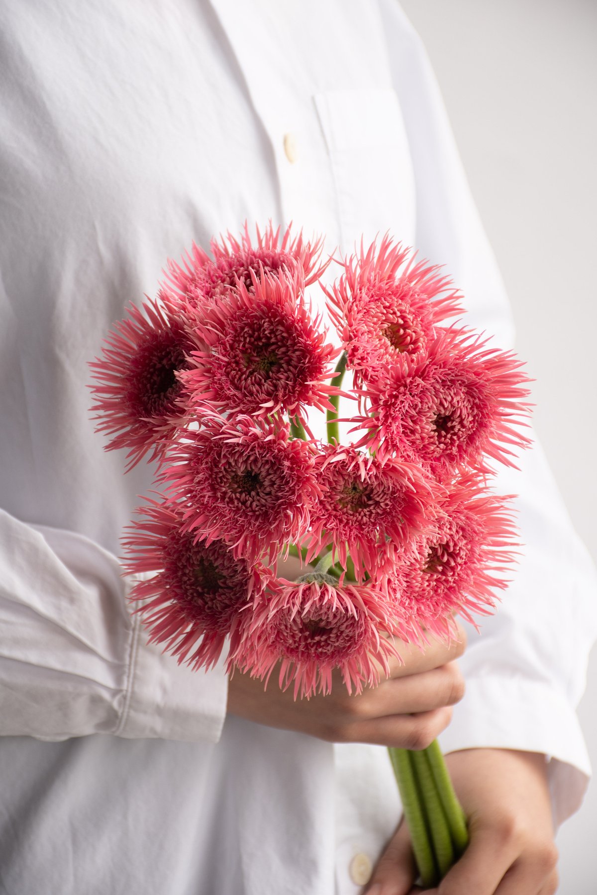 ガーベラ「スパイダーフルダブルミックス」 | tokyo_shokubutsu_zufu