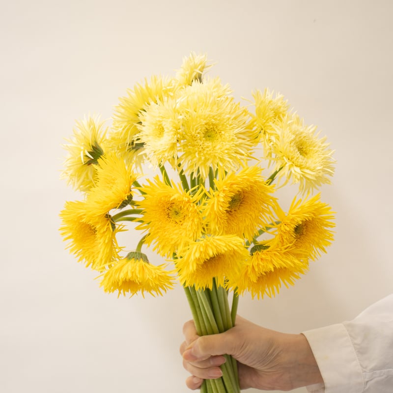 原種ガーベラ　黄色他 原種ガーベラ 黄色他 ガーベラの種類 | 元気なガーベラを生産している