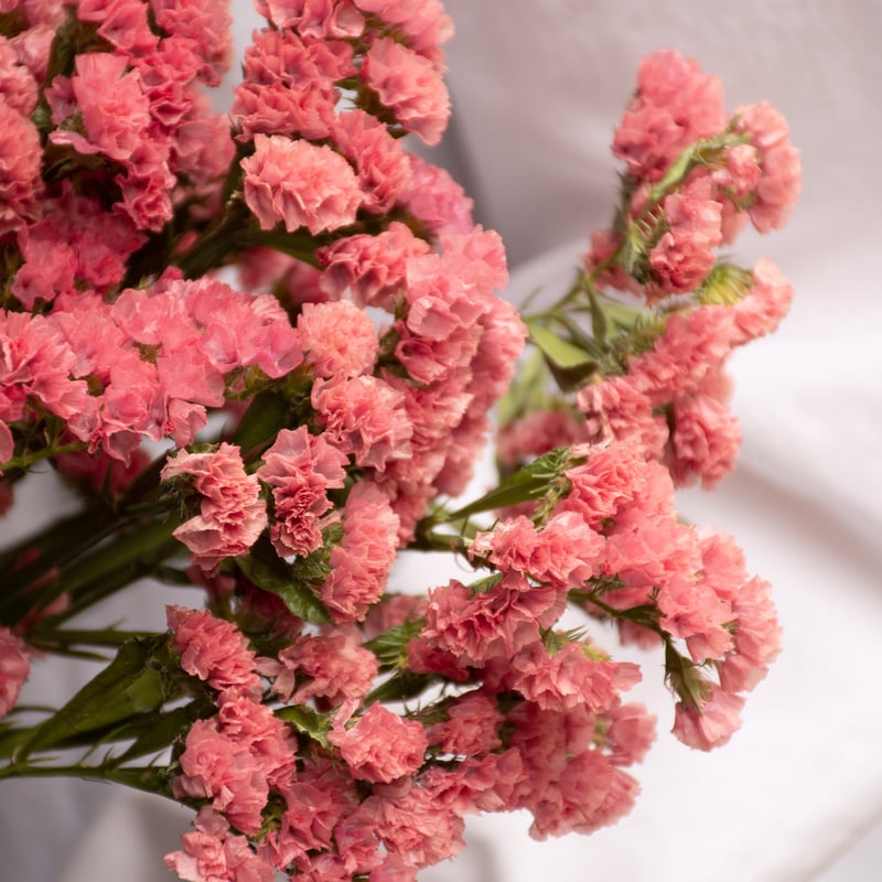 ドライフラワー「スターチス」 | tokyo_shokubutsu_zufu