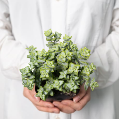 多肉植物３種セット