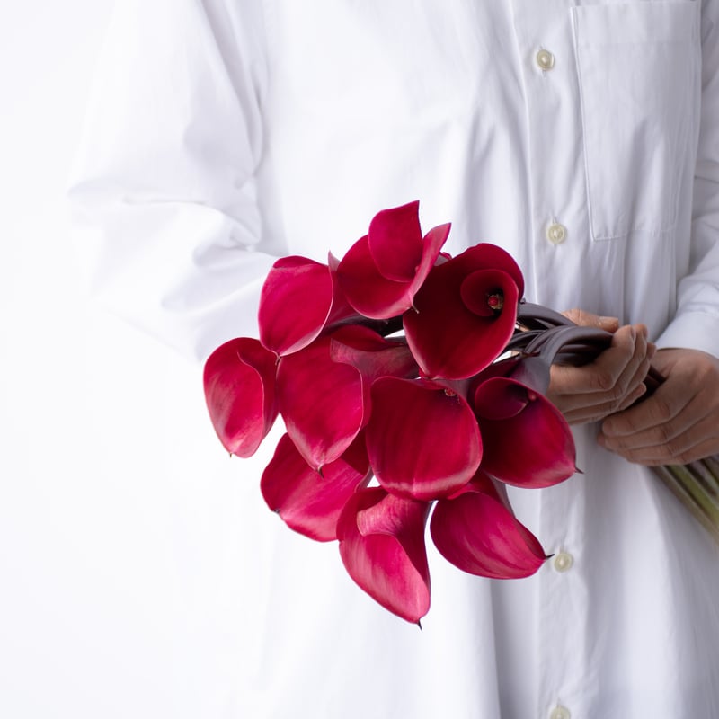 K.HAYAKAWA 【カラーの花】 カラー｜旬鮮図鑑／千葉県