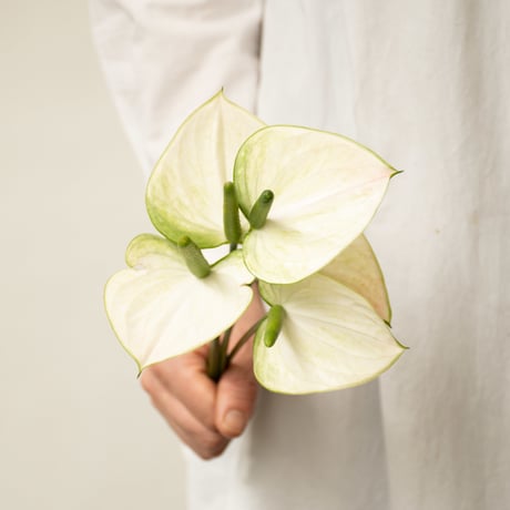 大佐和花卉園のアンスリューム