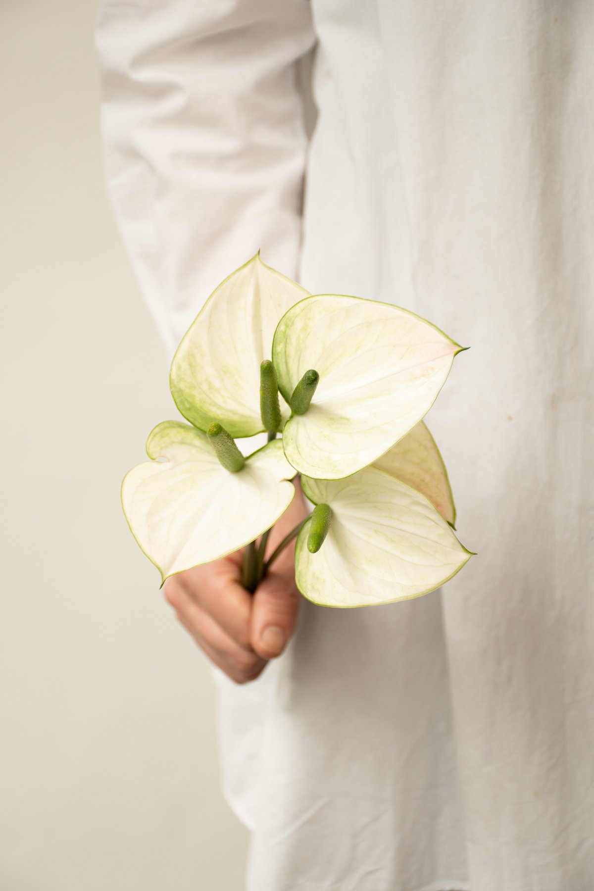 大幅 花卉 生花】アンスリウム(台湾)赤 品種おまかせ【40cm/台湾】｜Flower