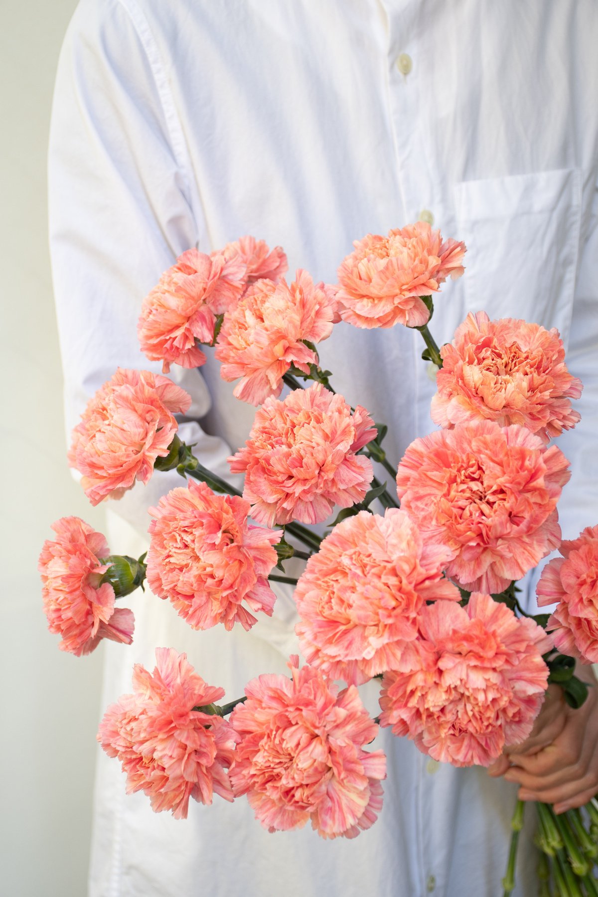 カーネーション「アプリコットミナミ」 | tokyo_shokubutsu_zufu