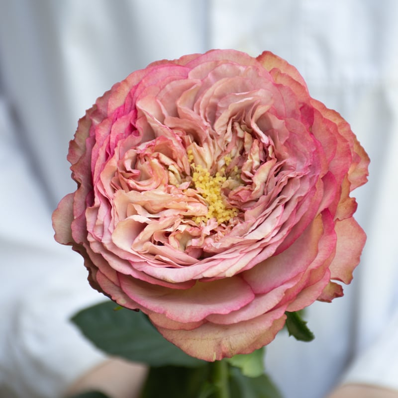 バラ「堀木園芸 ホールディングハンズ」 | tokyo_shokubutsu_zufu