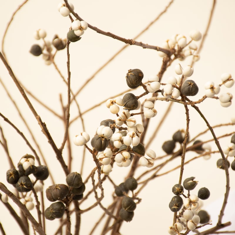 南京ハゼ 南京ハゼ | tokyo_shokubutsu_zufu