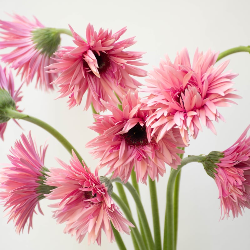 【ご依頼ページ】オーダー ガーベラのスワッグ&レタリング あなたらしく〖真鍮〗 革の一輪花（ガーベラ） | オーダーメイド革製品「JOGGO」