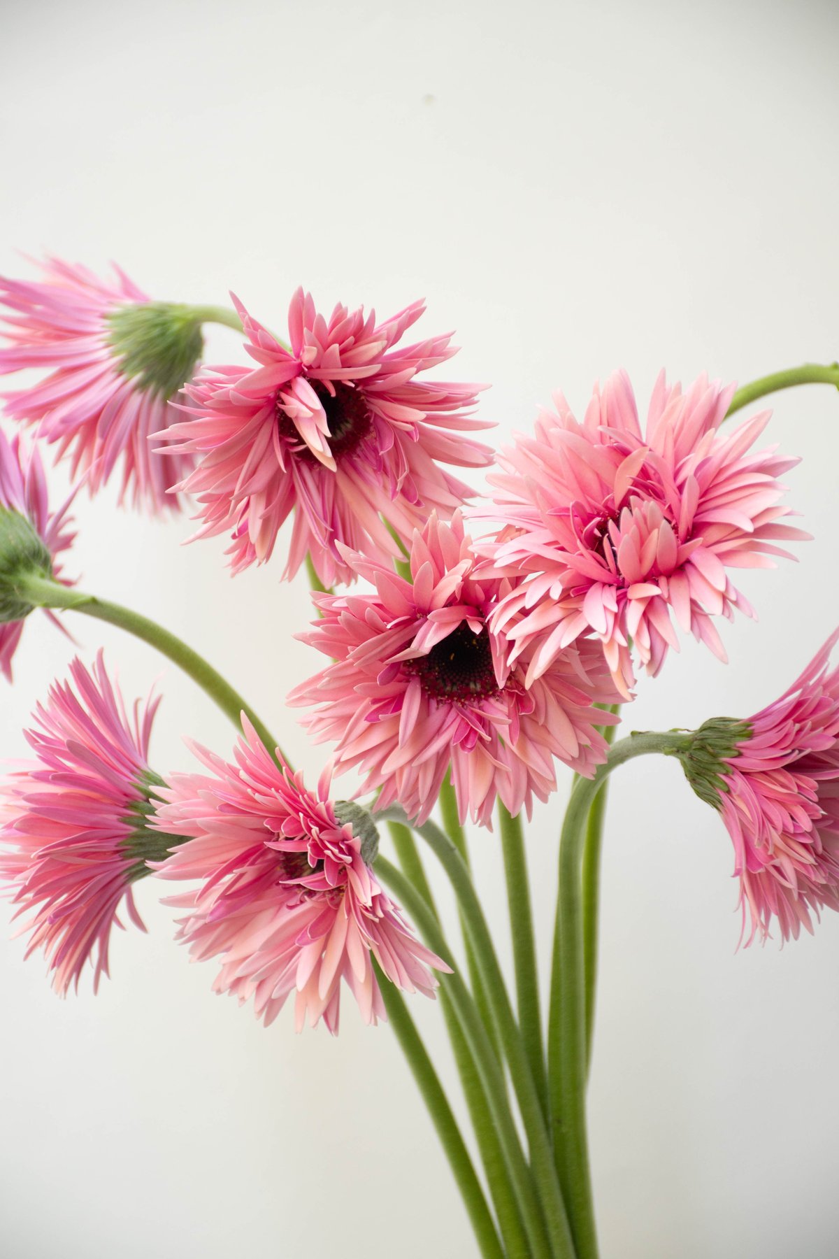 ガーベラ「イギー」 | tokyo_shokubutsu_zufu