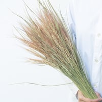 稲穂「ピンク」