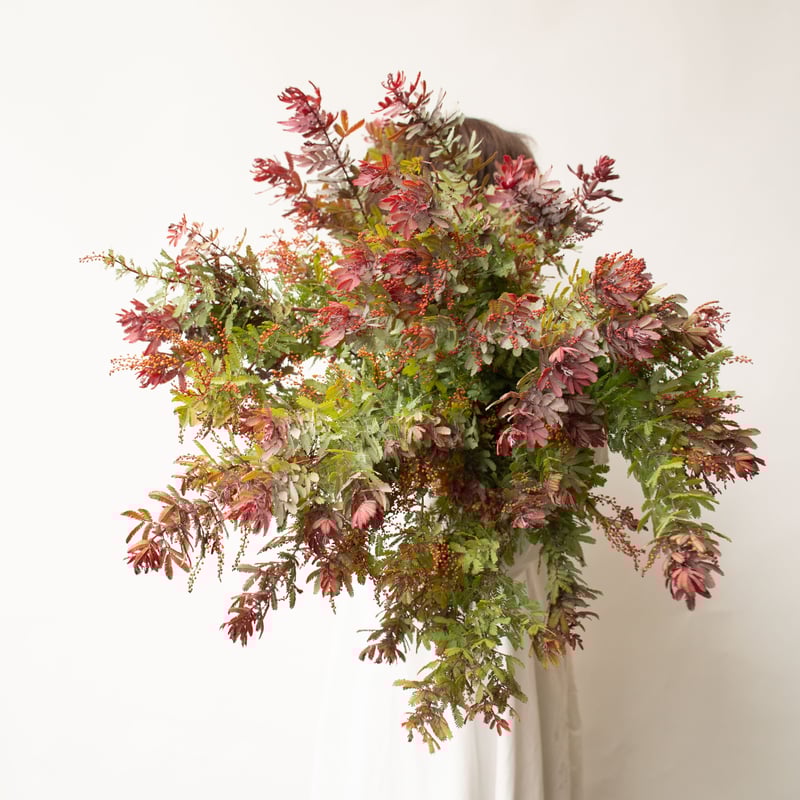 アカシア「赤葉＆金葉アカシア」 | tokyo_shokubutsu_zufu