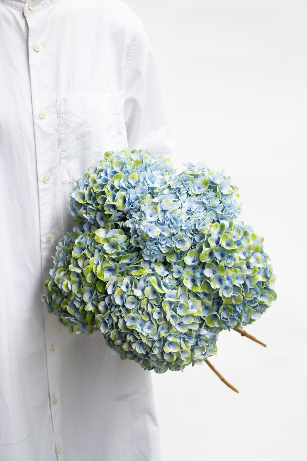 アジサイ「マジカルレボリューション」 | tokyo_shokubutsu_zufu