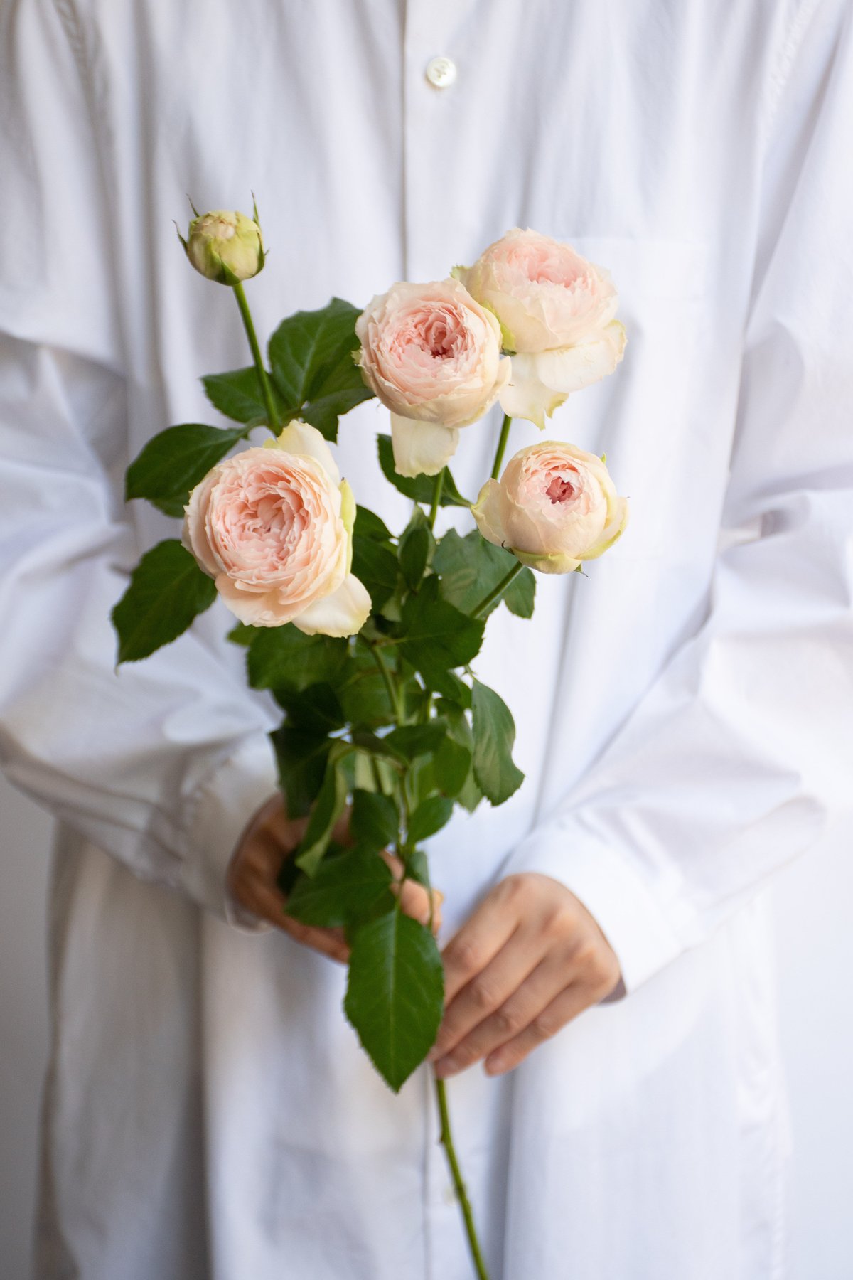 ❁⃘*.゜バラ ベイビーカメレオン せわしなく 