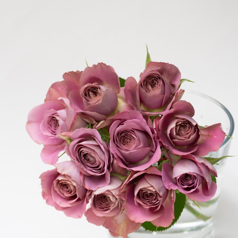 堀木園芸「シャドウオブザデイ」 | tokyo_shokubutsu_zufu