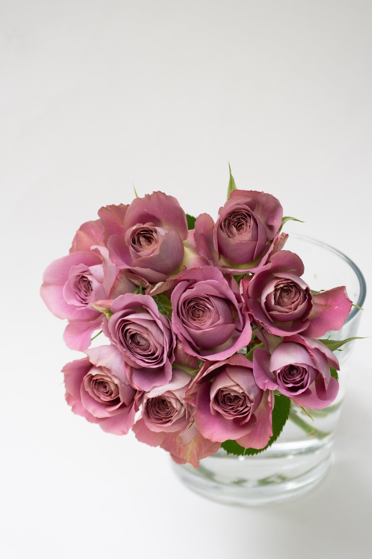 堀木園芸「シャドウオブザデイ」 | tokyo_shokubutsu_zufu