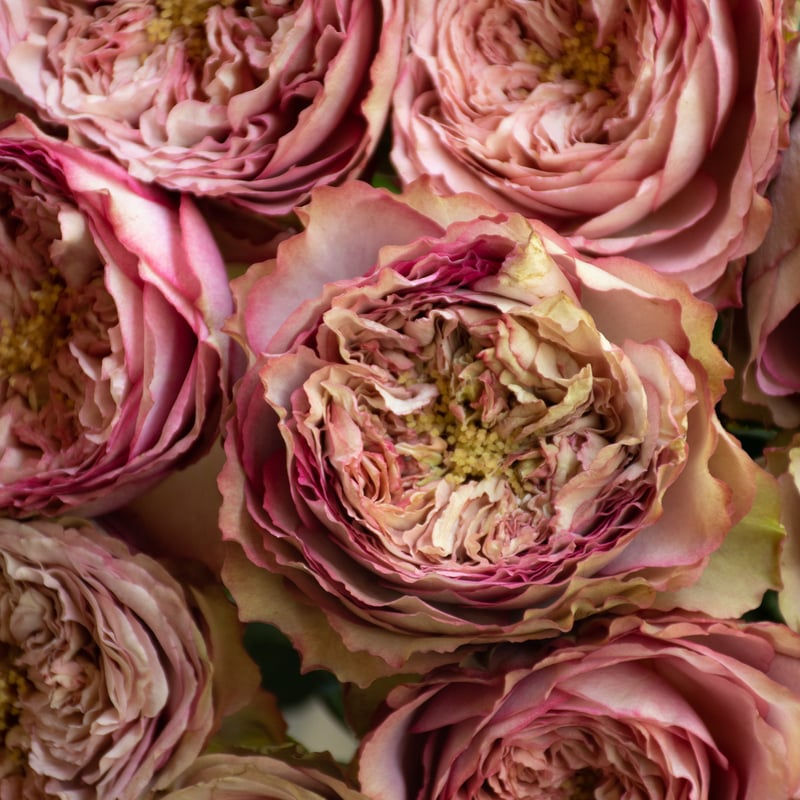 バラ「堀木園芸 ホールディングハンズ」 | tokyo_shokubutsu_zufu