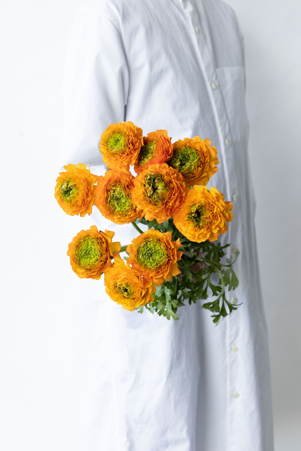 ラナンキュラス「ちほのひなた」 | tokyo_shokubutsu_zufu