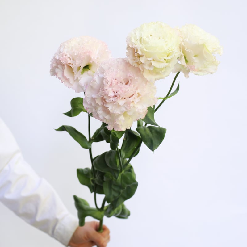 トルコキキョウ「NFミックス」 | tokyo_shokubutsu_zufu